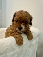 Leo-tiny Cavapoo, a male Cavalier King Charles Spaniel and Poodle - Toy  for sale in Spartanburg, SC – 5 of 7
