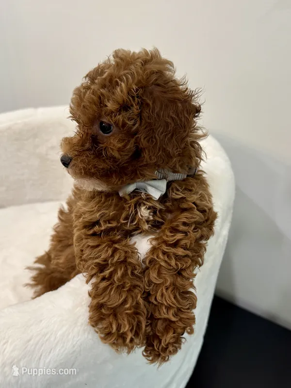 Grey male – Poodle - Toy  puppy for sale in Spartanburg, SC
