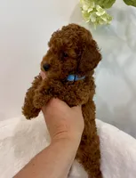 Blue dark male, a male Poodle - Toy  for sale in Spartanburg, SC – 2 of 3