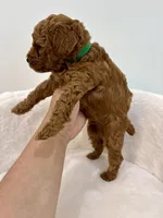 Lola’s Green boy, a male Poodle - Toy  for sale in Spartanburg, SC – 3 of 4