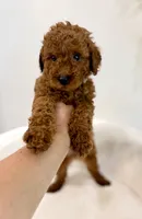 Dark brown male, a male Poodle - Toy  for sale in Spartanburg, SC – 1 of 4