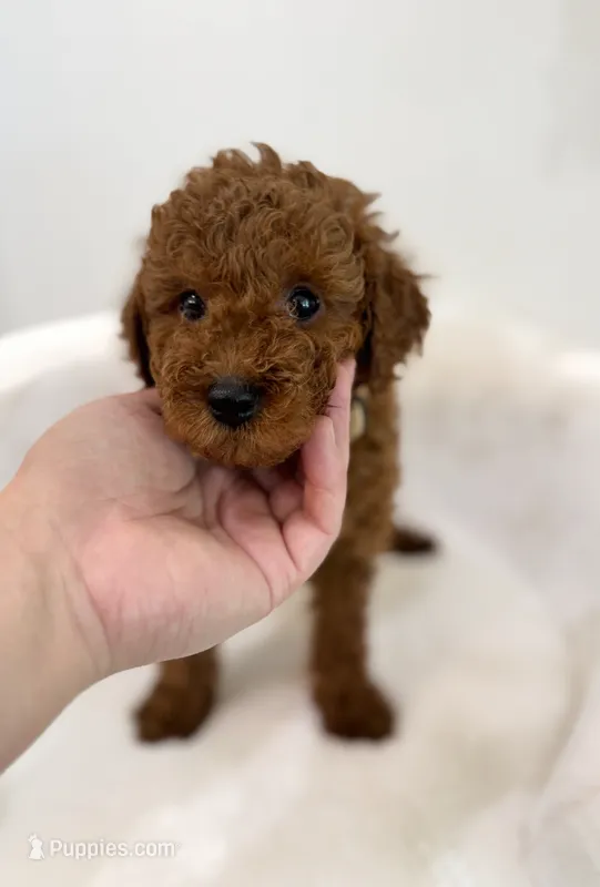 Dark brown male – Poodle - Toy  puppy for sale in Spartanburg, SC