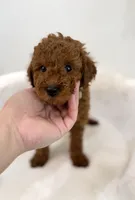 Dark brown male, a male Poodle - Toy  for sale in Spartanburg, SC – 3 of 4