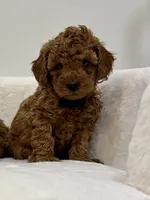 Black male , a male Poodle - Toy  for sale in Spartanburg, SC – 1 of 6