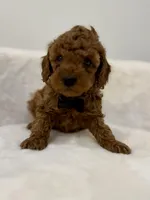 Black male , a male Poodle - Toy  for sale in Spartanburg, SC – 3 of 6