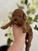 Black male , a male Poodle - Toy  for sale in Spartanburg, SC – Photo 3 of 5