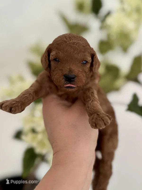 Black male  – Poodle - Toy  puppy for sale in Spartanburg, SC