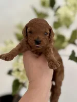 Black male , a male Poodle - Toy  for sale in Spartanburg, SC – Photo 1 of 5