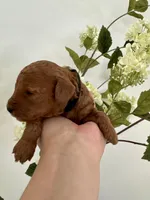 Black male , a male Poodle - Toy  for sale in Spartanburg, SC – Photo 5 of 5