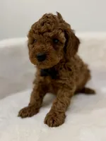 Black male , a male Poodle - Toy  for sale in Spartanburg, SC – 2 of 6