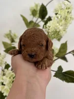 Black male , a male Poodle - Toy  for sale in Spartanburg, SC – Photo 2 of 5