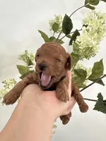 Black male , a male Poodle - Toy  for sale in Spartanburg, SC – Photo 4 of 5