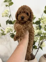 Black male , a male Poodle - Toy  for sale in Spartanburg, SC – 5 of 6