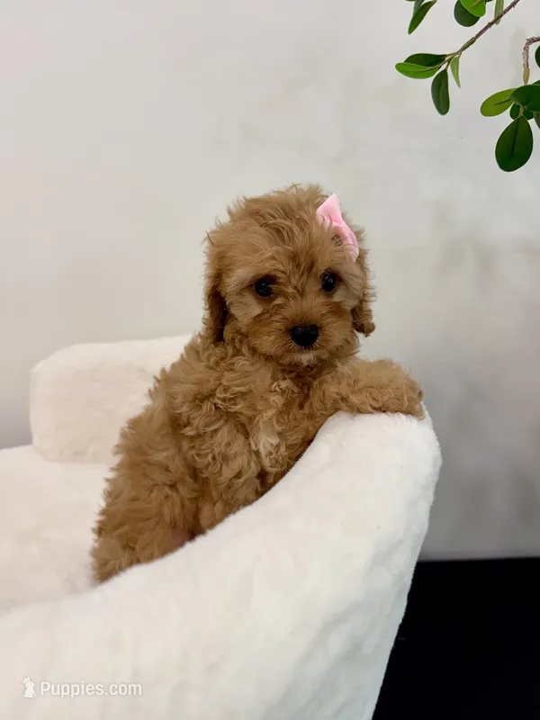 Bella-tiny Cavapoo – Cavalier King Charles Spaniel, Poodle - Toy  puppy for sale in Spartanburg, SC