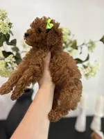 Green female, a female Poodle - Toy  for sale in Spartanburg, SC – Photo 3 of 5