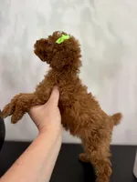 Green female, a female Poodle - Toy  for sale in Spartanburg, SC – Photo 5 of 5