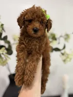 Green female, a female Poodle - Toy  for sale in Spartanburg, SC – Photo 1 of 5