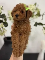 Green female, a female Poodle - Toy  for sale in Spartanburg, SC – Photo 2 of 5