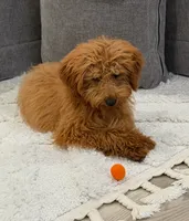 Rosie, a female Poodle - Toy  for sale in Spartanburg, SC – 2 of 3