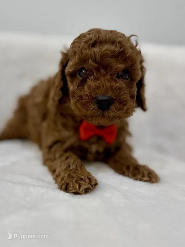 Red male – Poodle - Toy  puppy on hold in Spartanburg, SC