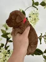 Red male, a male Poodle - Toy  for sale in Spartanburg, SC – Photo 3 of 6