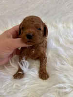 Red male, a male Poodle - Toy  for sale in Spartanburg, SC – Photo 6 of 6