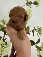 Red male, a male Poodle - Toy  for sale in Spartanburg, SC – Photo 5 of 6