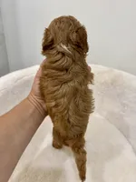 Leo-Cavapoo, a male Cavalier King Charles Spaniel and Poodle - Toy  for sale in Spartanburg, SC – 5 of 5