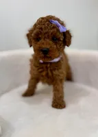 Princess, a female Poodle - Toy  for sale in Spartanburg, SC – 2 of 4