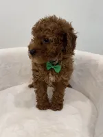 Green male, a male Poodle - Toy  for sale in Spartanburg, SC – 3 of 6