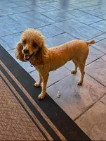 Mia, a female Poodle - Toy  for sale in Spartanburg, SC – Photo 3 of 4