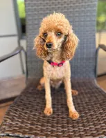 Mia, a female Poodle - Toy  for sale in Spartanburg, SC – Photo 2 of 4