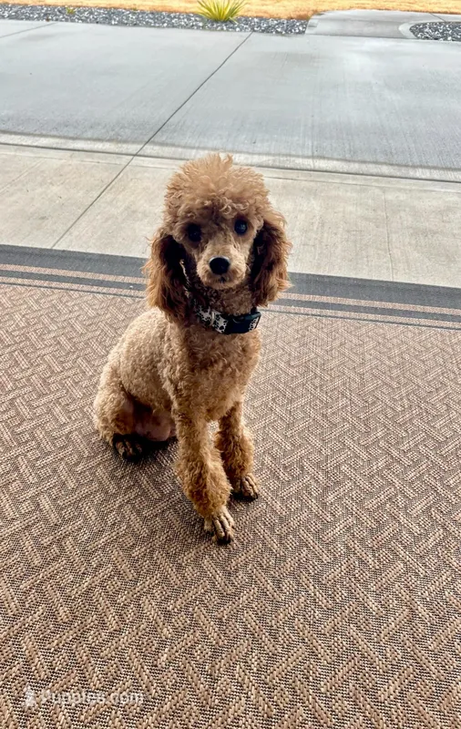 Mia – Poodle - Toy  puppy for sale in Spartanburg, SC