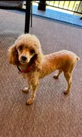 Mia, a female Poodle - Toy  for sale in Spartanburg, SC – Photo 1 of 4