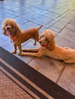 Mia, a female Poodle - Toy  for sale in Spartanburg, SC – Photo 4 of 4