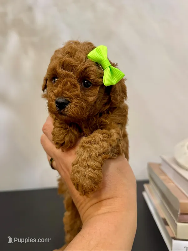 Green female  – Poodle - Toy  puppy for sale in Spartanburg, SC