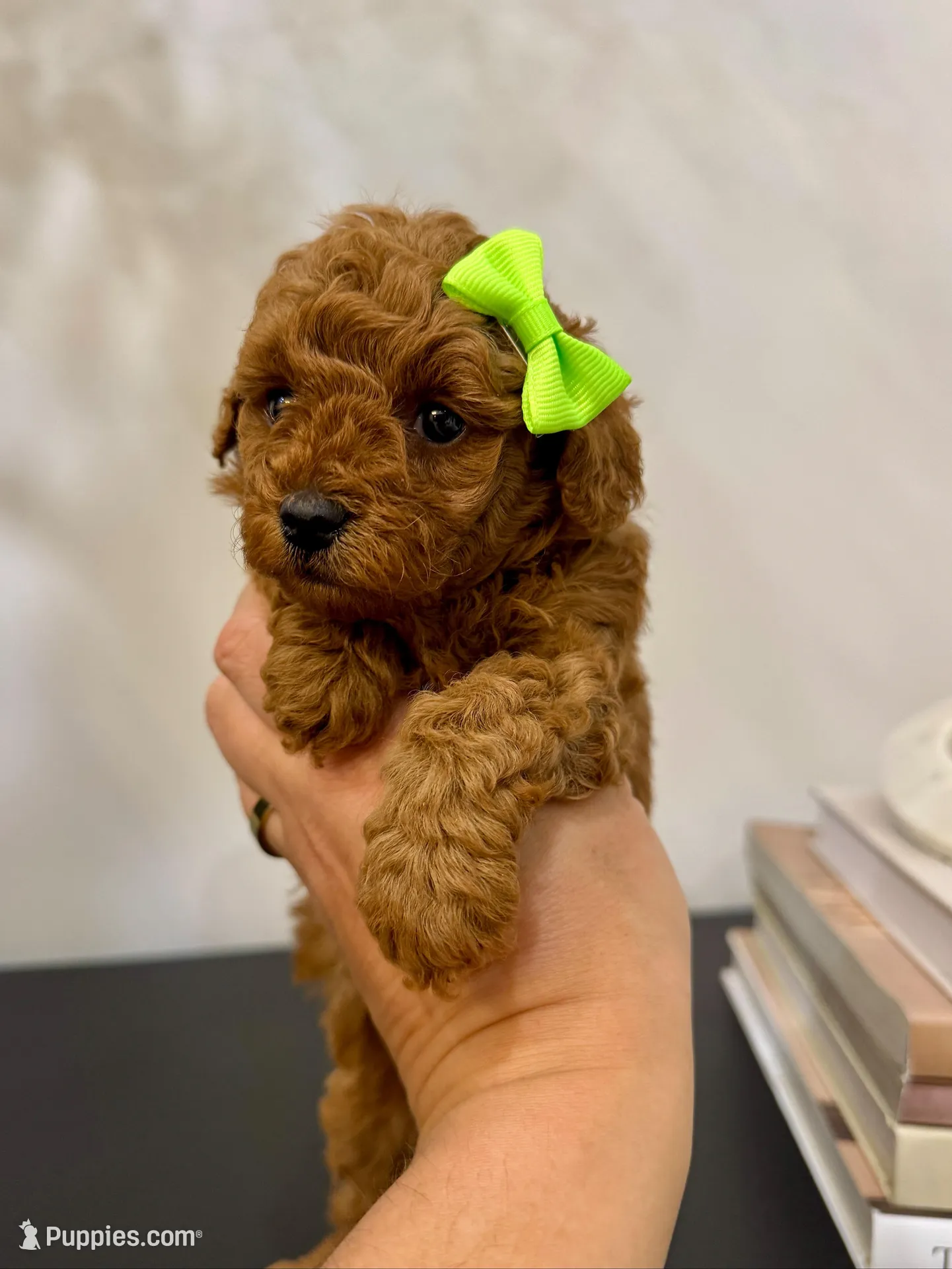Green female , a female Poodle - Toy  for sale in Spartanburg, SC – 1 of 6