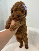 Princess, a female Poodle - Toy  for sale in Spartanburg, SC – 1 of 4