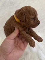 Yellow female , a female Poodle - Toy  for sale in Spartanburg, SC – Photo 4 of 4