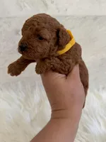 Yellow female , a female Poodle - Toy  for sale in Spartanburg, SC – Photo 2 of 4