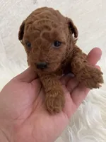 Yellow female , a female Poodle - Toy  for sale in Spartanburg, SC – Photo 3 of 4