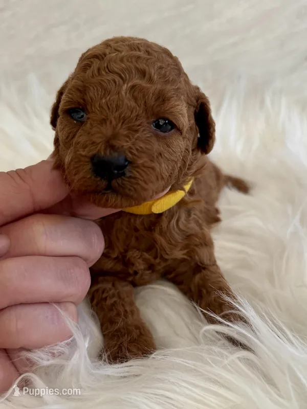 Yellow female  – Poodle - Toy  puppy for sale in Spartanburg, SC