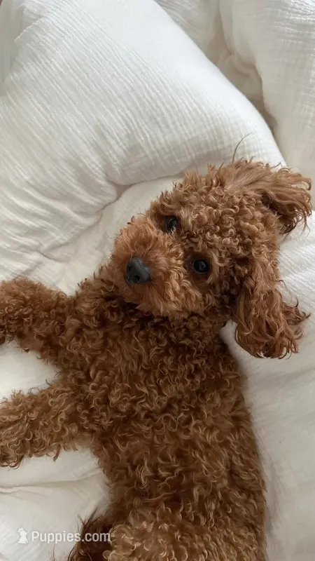 Lola – Poodle - Toy  puppy for sale in Spartanburg, SC