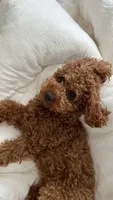 Lola, a female Poodle - Toy  for sale in Spartanburg, SC – 4 of 4