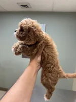 Teddy- tiny cavapoo, a male Cavapoo for sale in Spartanburg, SC – 5 of 6