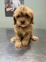 Bella-tiny Cavapoo, a female Cavalier King Charles Spaniel and Poodle - Toy  for sale in Spartanburg, SC – 1 of 6