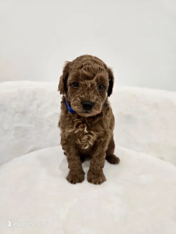Lola’s Blue male  – Poodle - Toy  puppy for sale in Spartanburg, SC