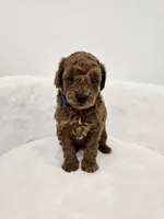 Lola’s Blue male , a male Poodle - Toy  for sale in Spartanburg, SC – 1 of 4