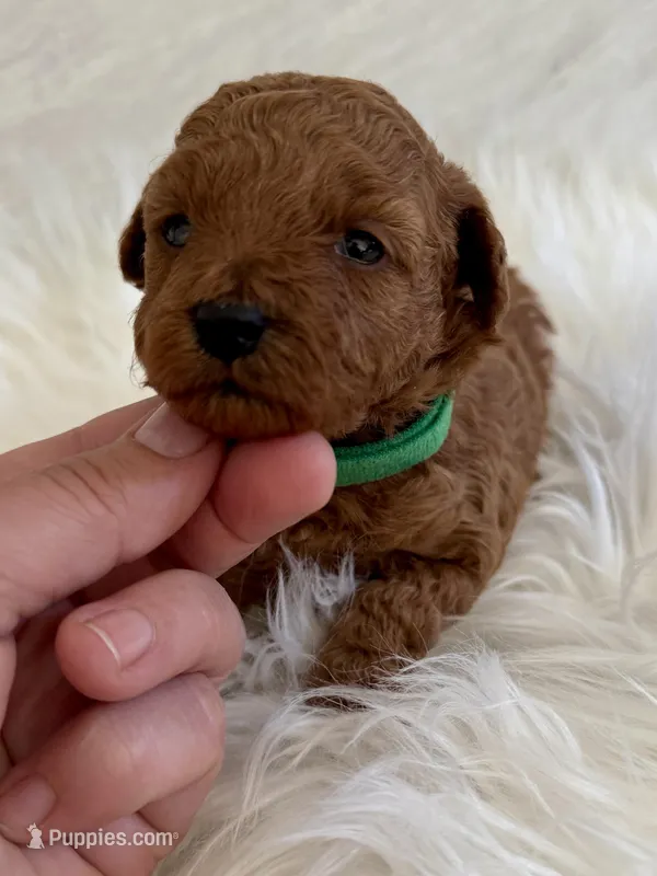 Green female  – Poodle - Toy  puppy for sale in Spartanburg, SC