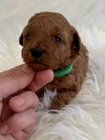 Green female , a female Poodle - Toy  for sale in Spartanburg, SC – Photo 1 of 4